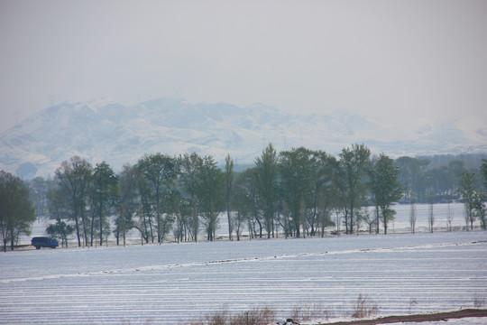 春雪