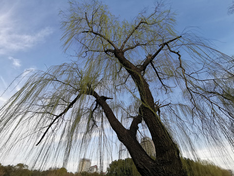 早春时节杨柳树发芽