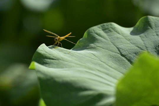 蜻蜓