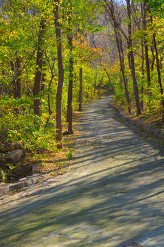 阳光绿树小路