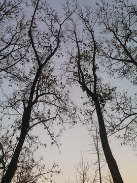树木冬天天空