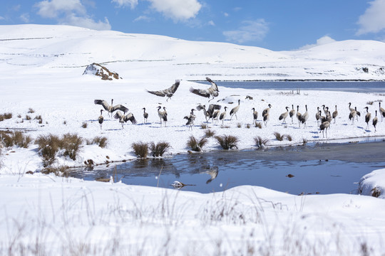 蓝天白云雪山黑颈鹤自然景观