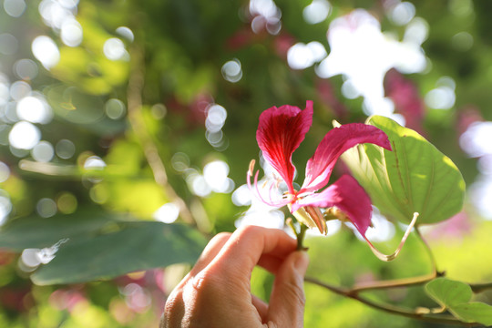 紫荆花