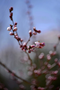 桃花花蕾