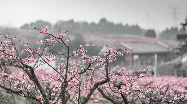 桃花朵朵