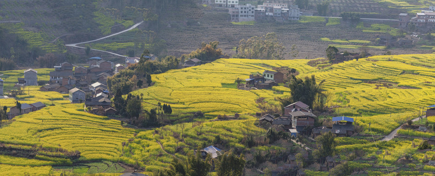 宜宾屏山中都油菜花田园风光