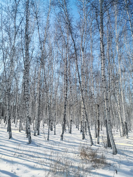 冬季白桦林雪地光影