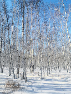 冬季白桦树林雪原蓝天