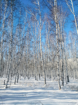 冬季白桦林森林雪原