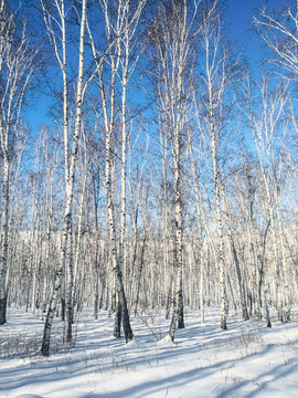 冬季白桦树林雪原