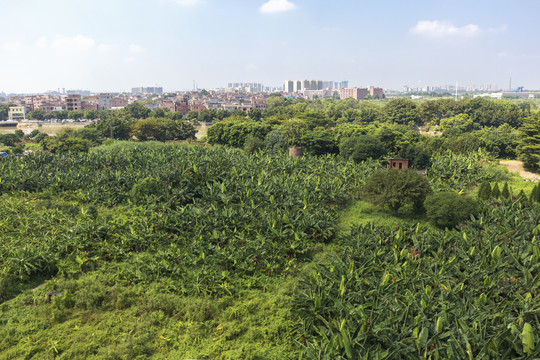 香蕉种植基地