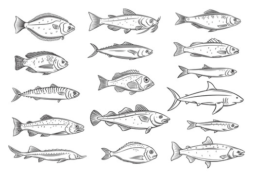 黑白手绘鱼种插图