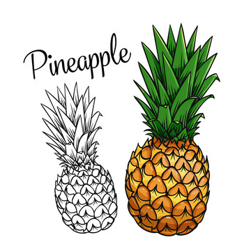 热带菠萝彩绘插图