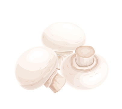 白色新鲜蘑菇插图