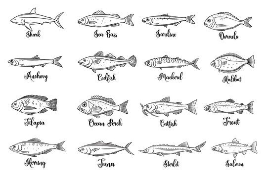 手绘各式鱼种插图