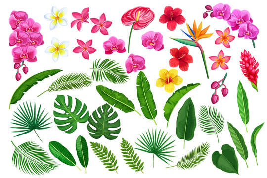 鲜艳热带阔叶花卉水彩插图