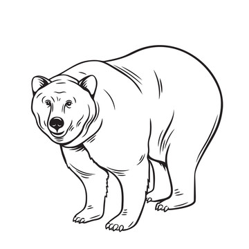 黑白手绘北极熊插图