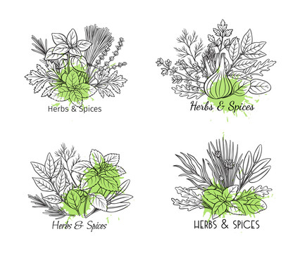 手绘植物香草插图
