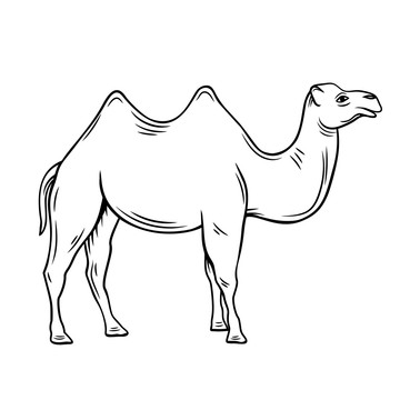 黑白手繪駱駝插圖