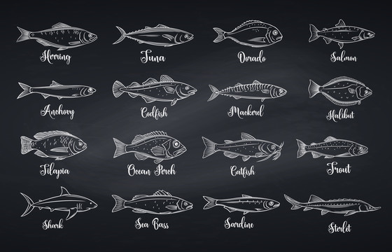 黑白手绘多样化鱼种插图