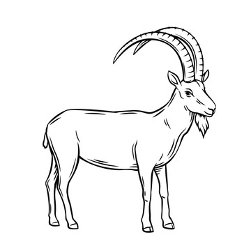 黑白手绘山羊插图