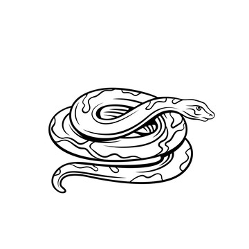 黑色手绘蟒蛇插图