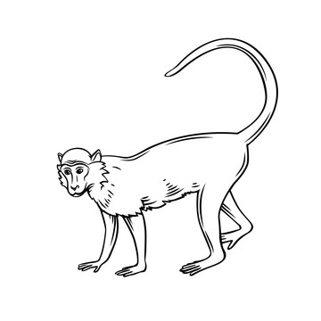 黑色手绘猕猴插图