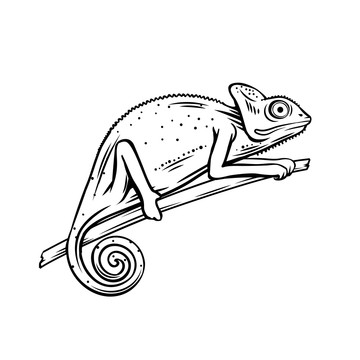 黑色手繪變色龍插圖