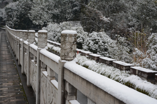 雪地树影