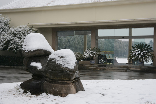 雪地树影