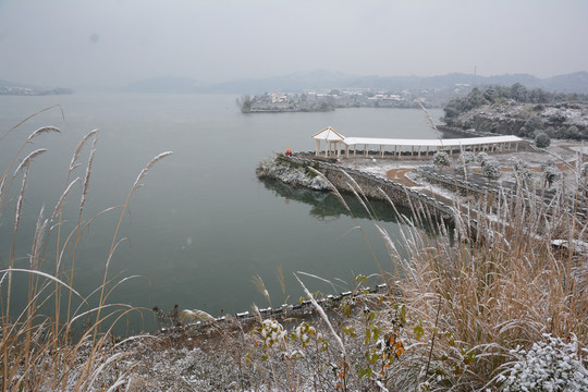 雪地树影