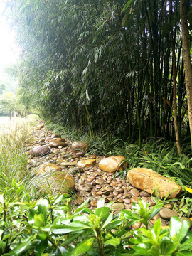 雨后竹林