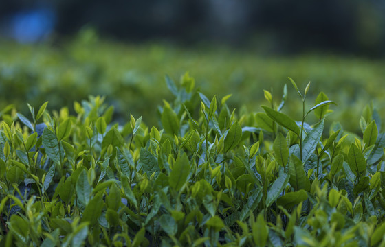 黄山毛峰有机茶生态茶