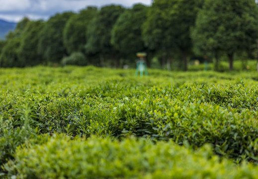 黄山毛峰有机茶生态茶