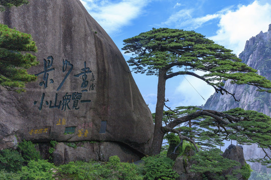 黄山迎客松