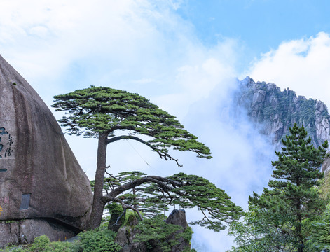 黄山迎客松