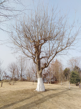 榔树