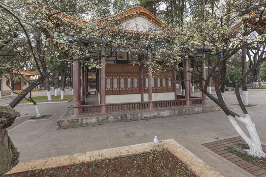 梅花古建筑红嘴鸥