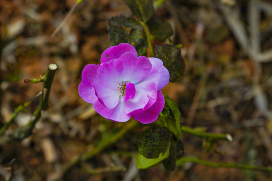 粉色月季花