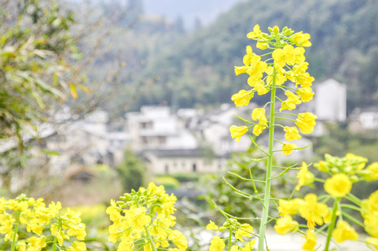 油菜花