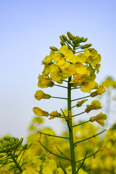 油菜花