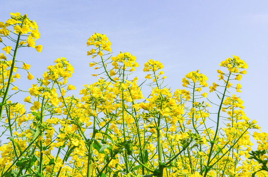 油菜花