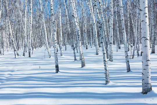 冬季森林白桦林雪原