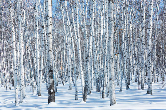 冬季白桦树林积雪