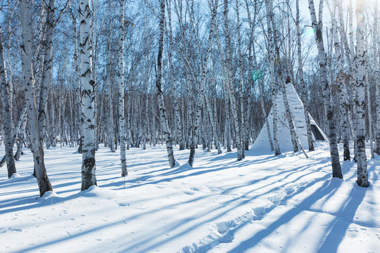 雪地白桦林撮罗子