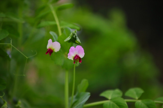 豌豆花