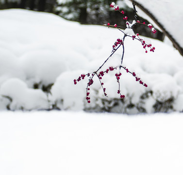 暴雪后的忍冬