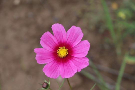 格桑花