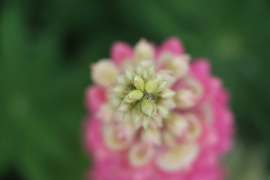 鲁冰花