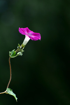 牵牛花